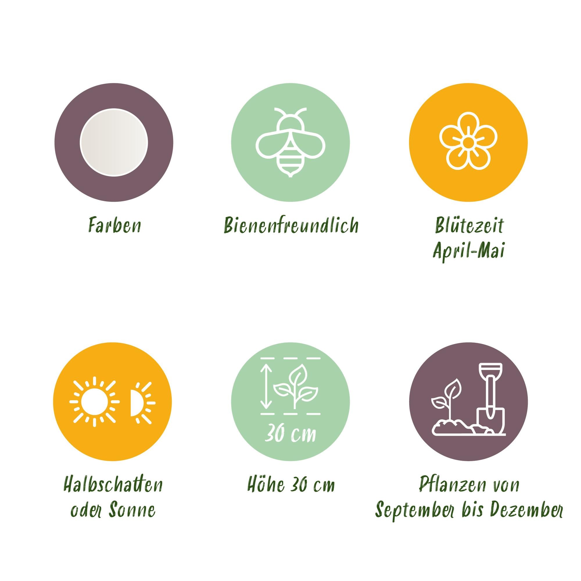 Blumenzwiebeln Leucojum Aestivum | 20 Stück Weiß – Zwiebelgröße 8/9 – XXL Pack