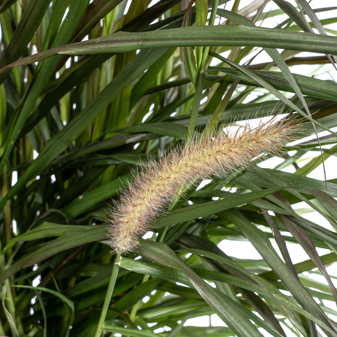 Lampenputzergras Pennisetum x advena Chelsea Ø27cm - ↕70 - 80cm