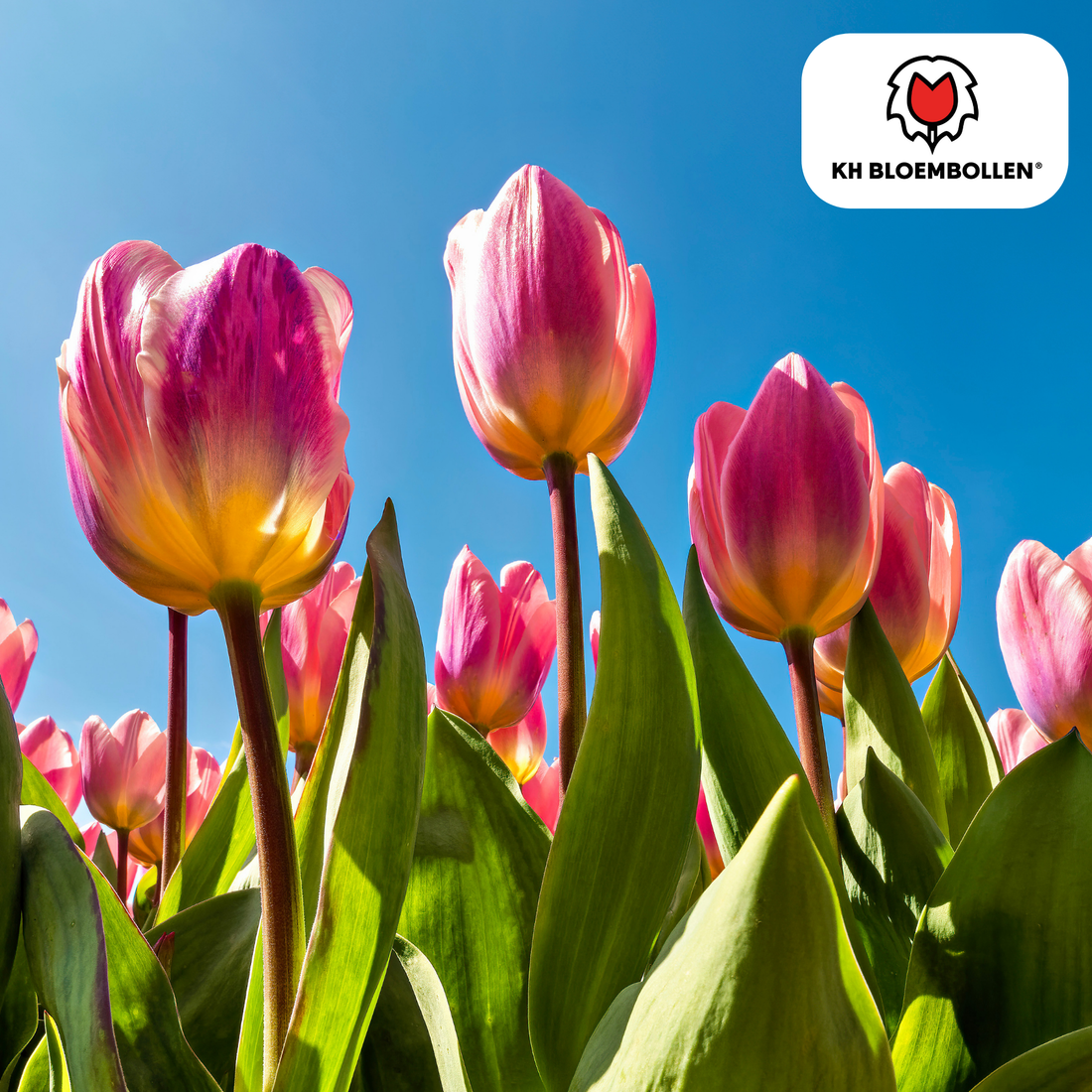 Leichte &amp; verträumte Tulpen – 20er-Pack | Pastell-Mischung