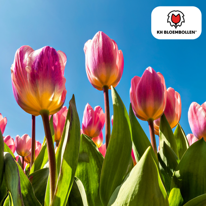 Leichte &amp; verträumte Tulpen – 20er-Pack | Pastell-Mischung