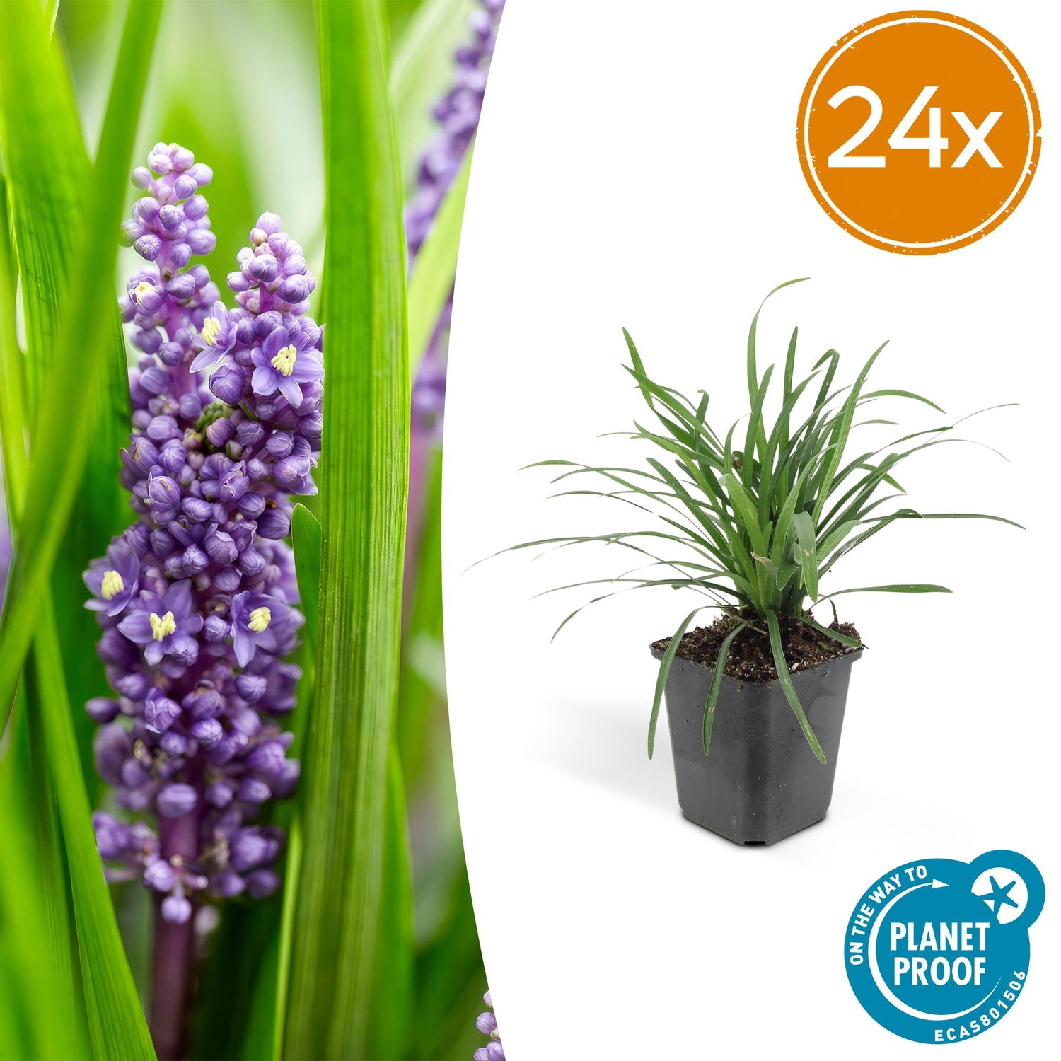 Liriope muscari &