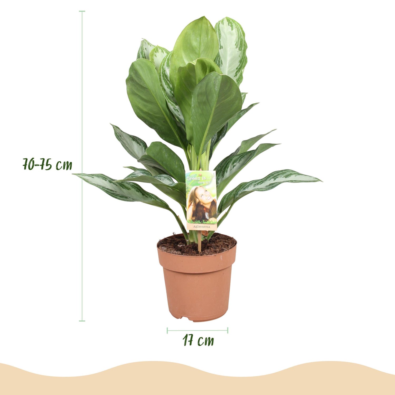 Aglaonema Silver Bay - Silberblatt Höhe 70-75cm