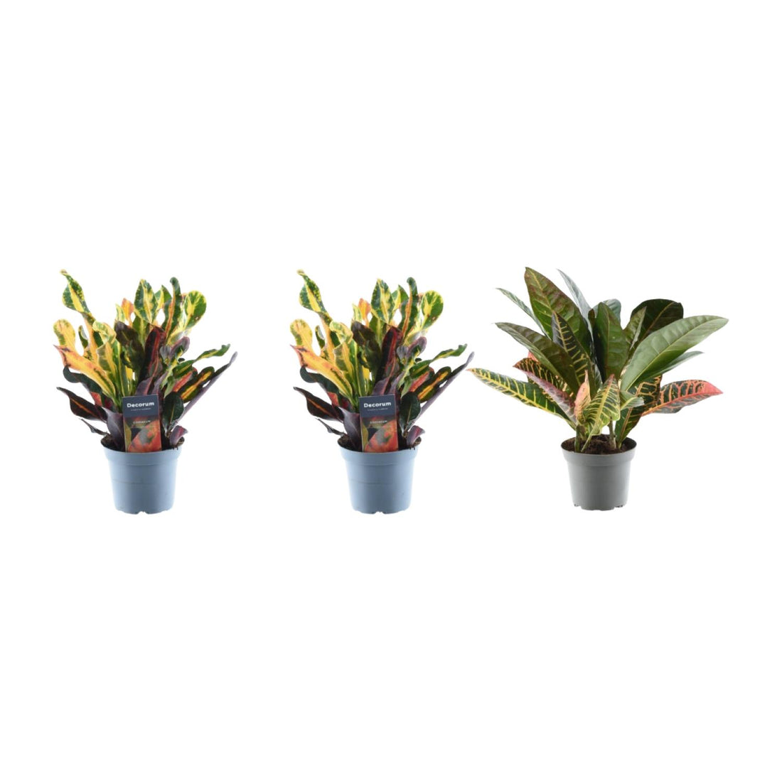 3x Wunderstrauch mix - 30 cm - ø12