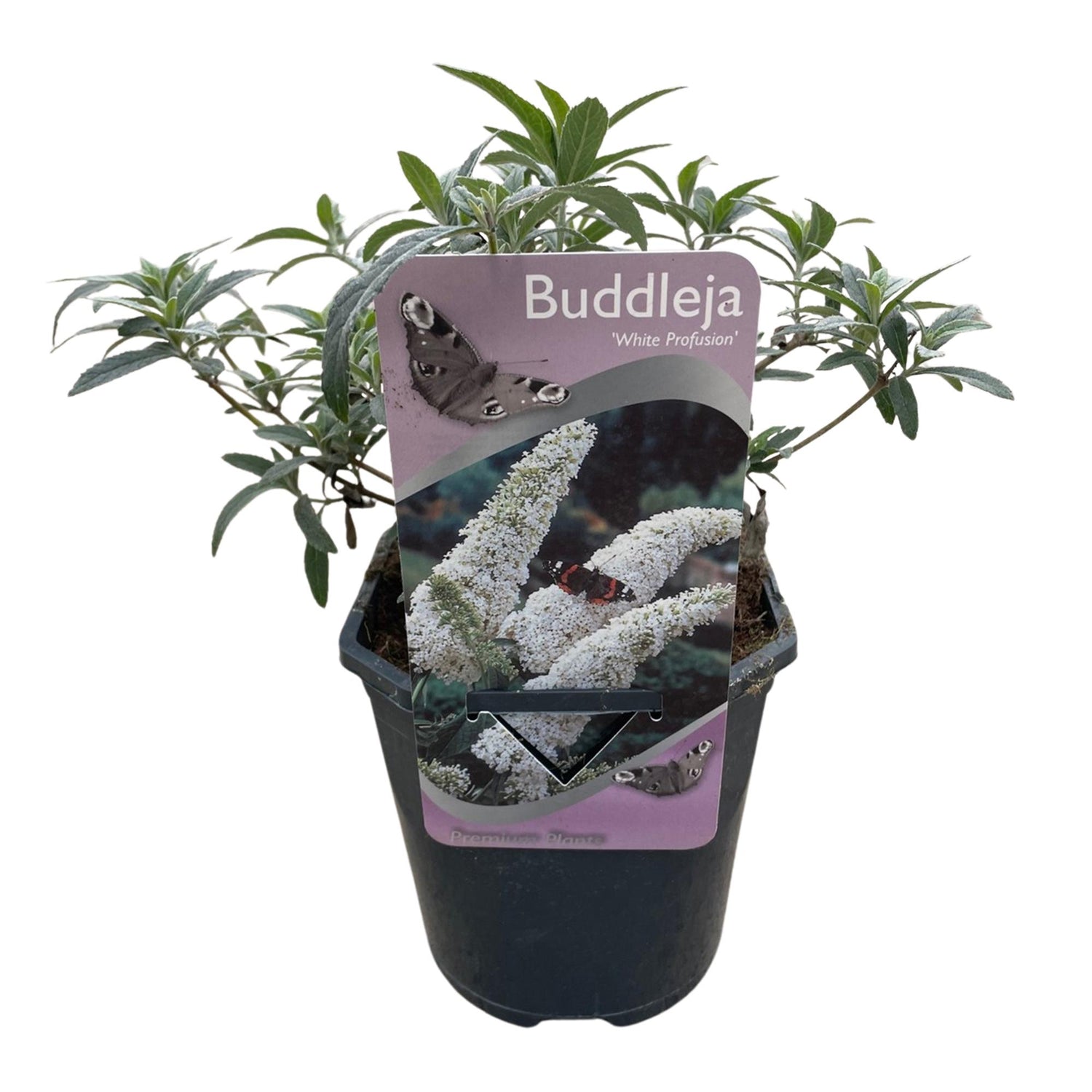 Schmetterlingsstrauch - Buddleja davidii White Profusion - Blüte Weiß - 1 Pflanze - Laubabwerfend - Schmetterlingsanziehend - Topf 17cm Höhe 25cm