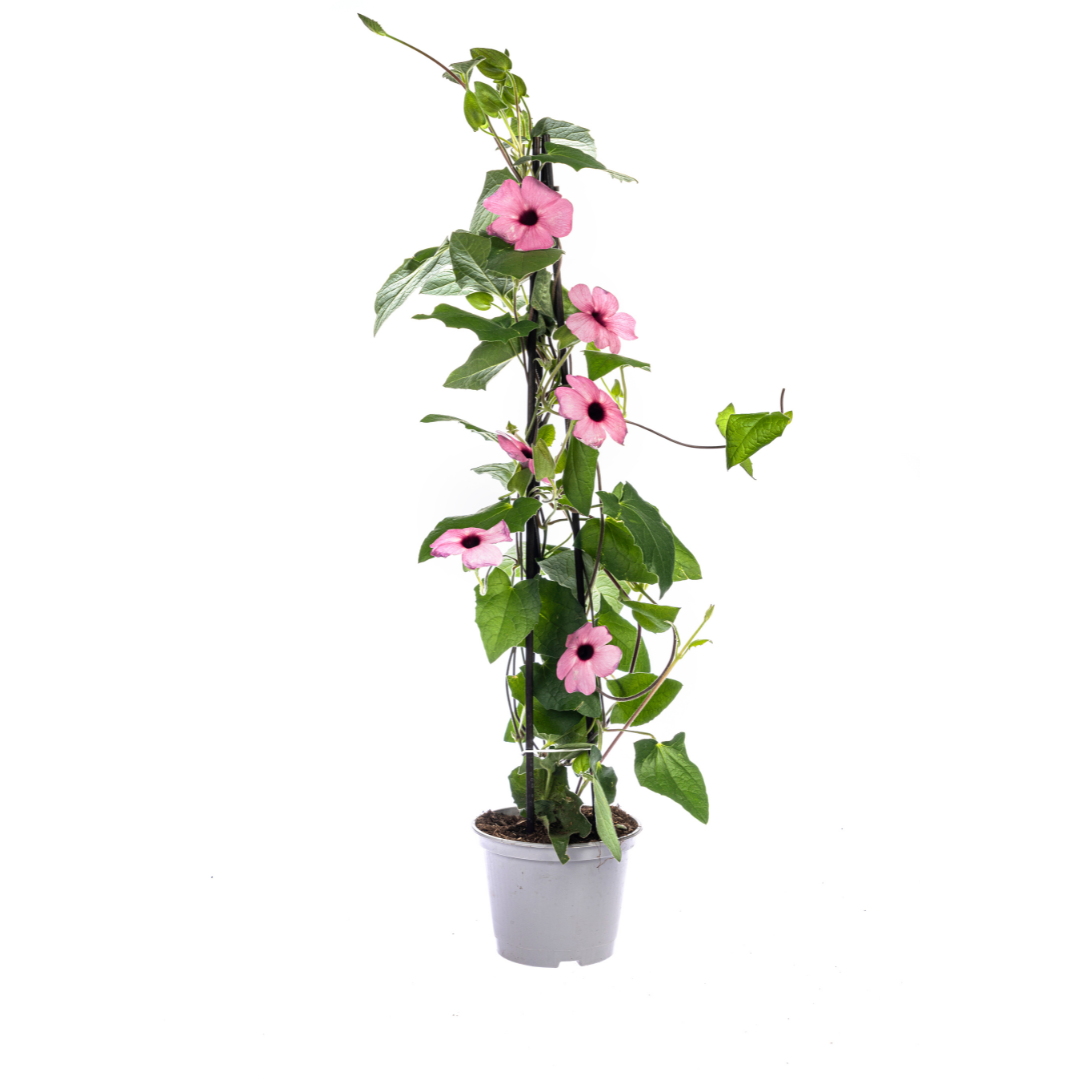 4x Thunbergia alata Sunny Susy Rose Sensation Ø13 cm - ↕60 cm