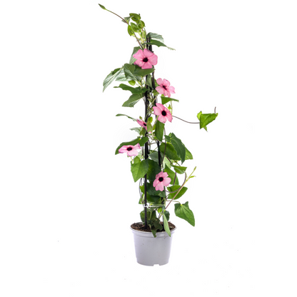 4x Thunbergia alata Sunny Susy Rose Sensation Ø13 cm - ↕60 cm
