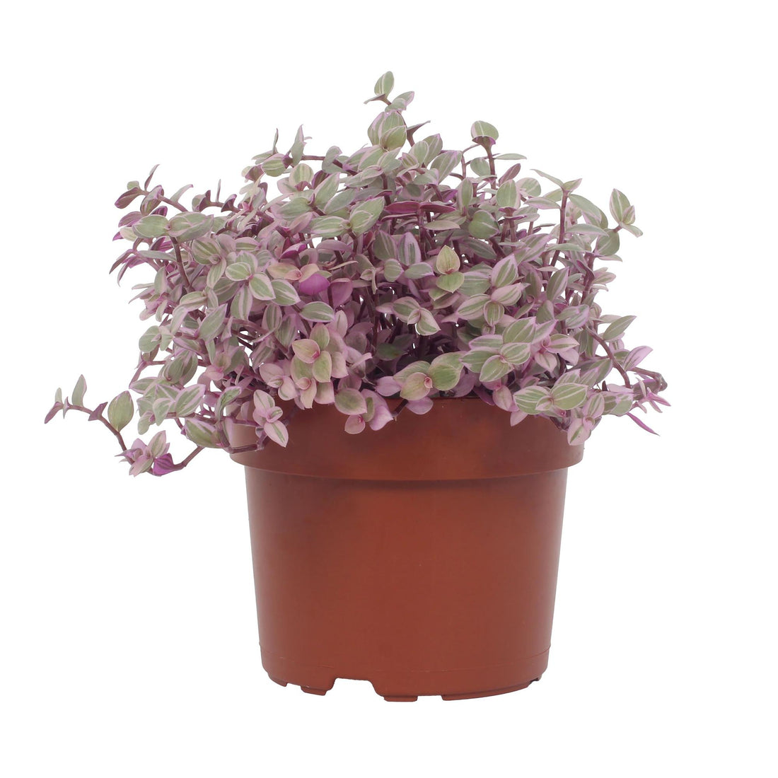 Callisia repens ‘Rosato’ – Trendige Hängepflanze mit Rosafärbung – Ø 12 cm Topf – Höhe ca. 16 cm