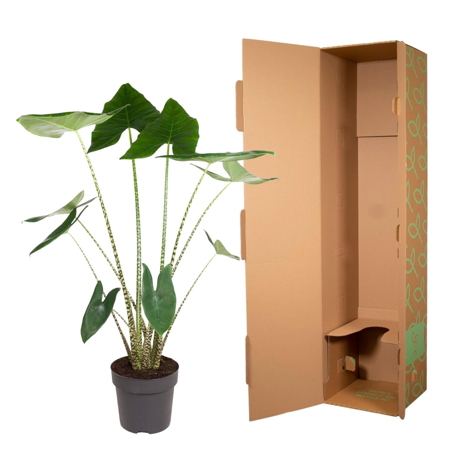 Alocasia Zebrina 130 cm – Exotische Zimmerpflanze im XL-Format