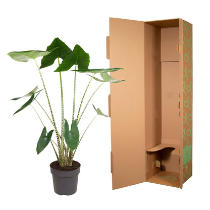 Alocasia Zebrina 130 cm – Exotische Zimmerpflanze im XL-Format