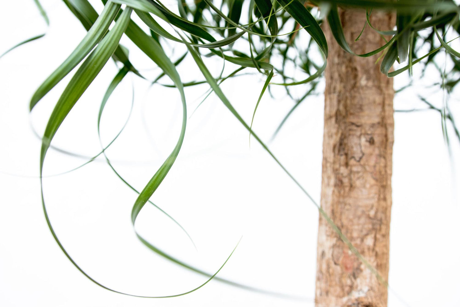 Beaucarnea XXL 180–210 cm – Elefantenfuß Zimmerpflanze