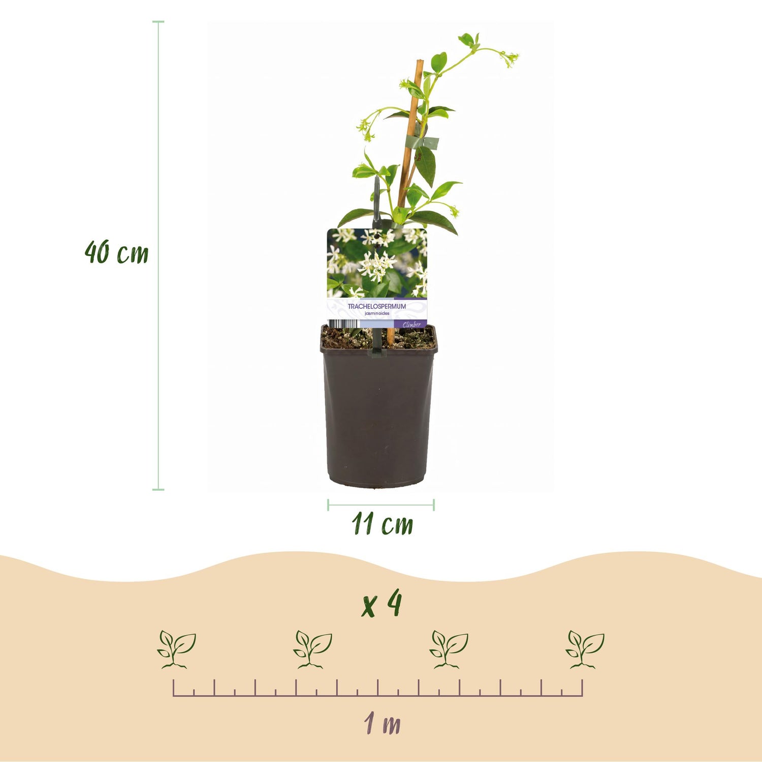 Toskanischer Jasmin - Trachelospermum jasminoides - Blüte Weiß - Immergrün - 2 Pflanzen - Topf 11cm Höhe 40cm