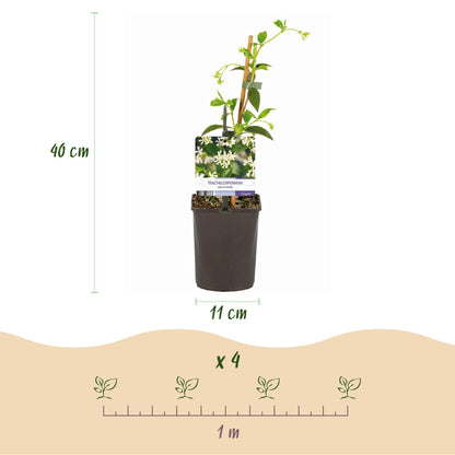 Toskanischer Jasmin - Trachelospermum jasminoides - Blüte Weiß - Immergrün - 2 Pflanzen - Topf 11cm Höhe 40cm
