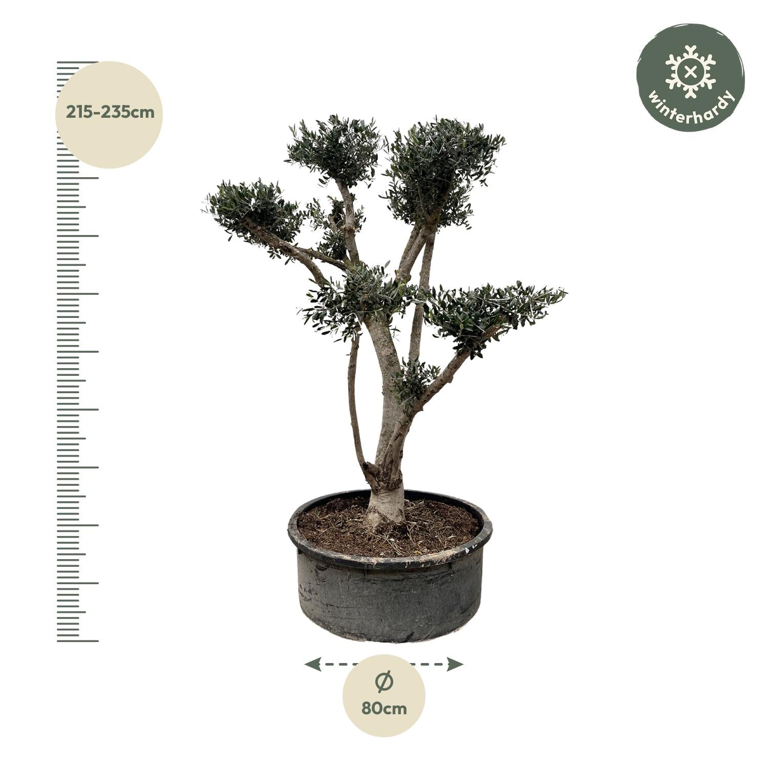 Olea europaea ‘Pompon’ – Bonsai-Olivenbaum im Topf