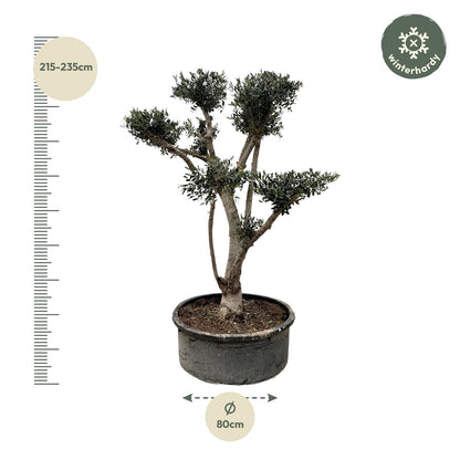 Olea europaea ‘Pompon’ – Bonsai-Olivenbaum im Topf