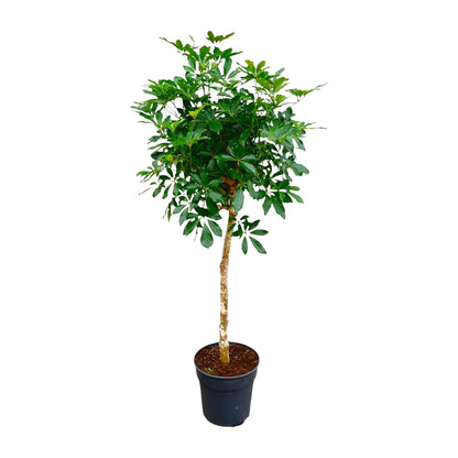 Schefflera - 150 cm - 210 cm