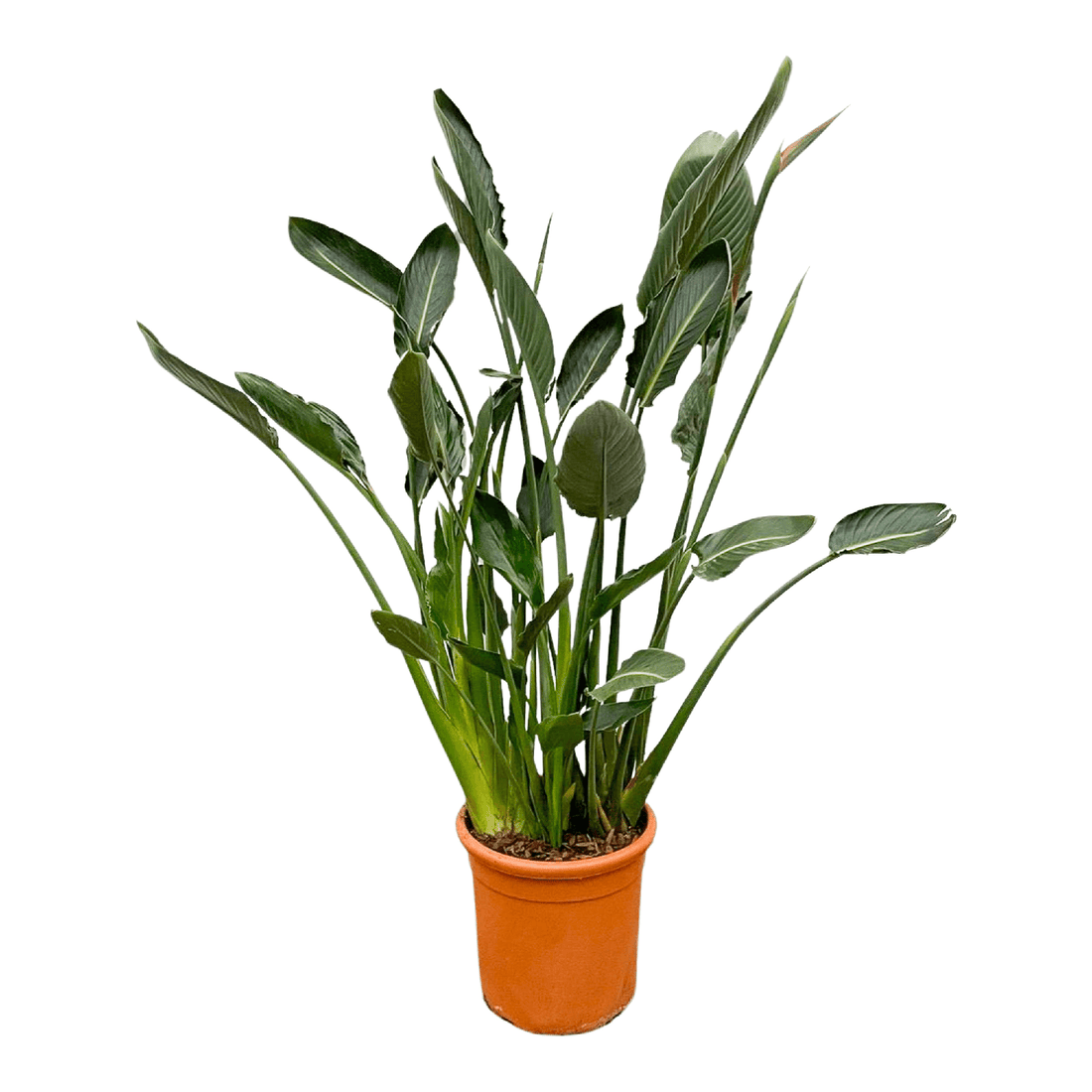 Strelitzia Reginae  – Orange Paradiesvogel für Innen & Garten
