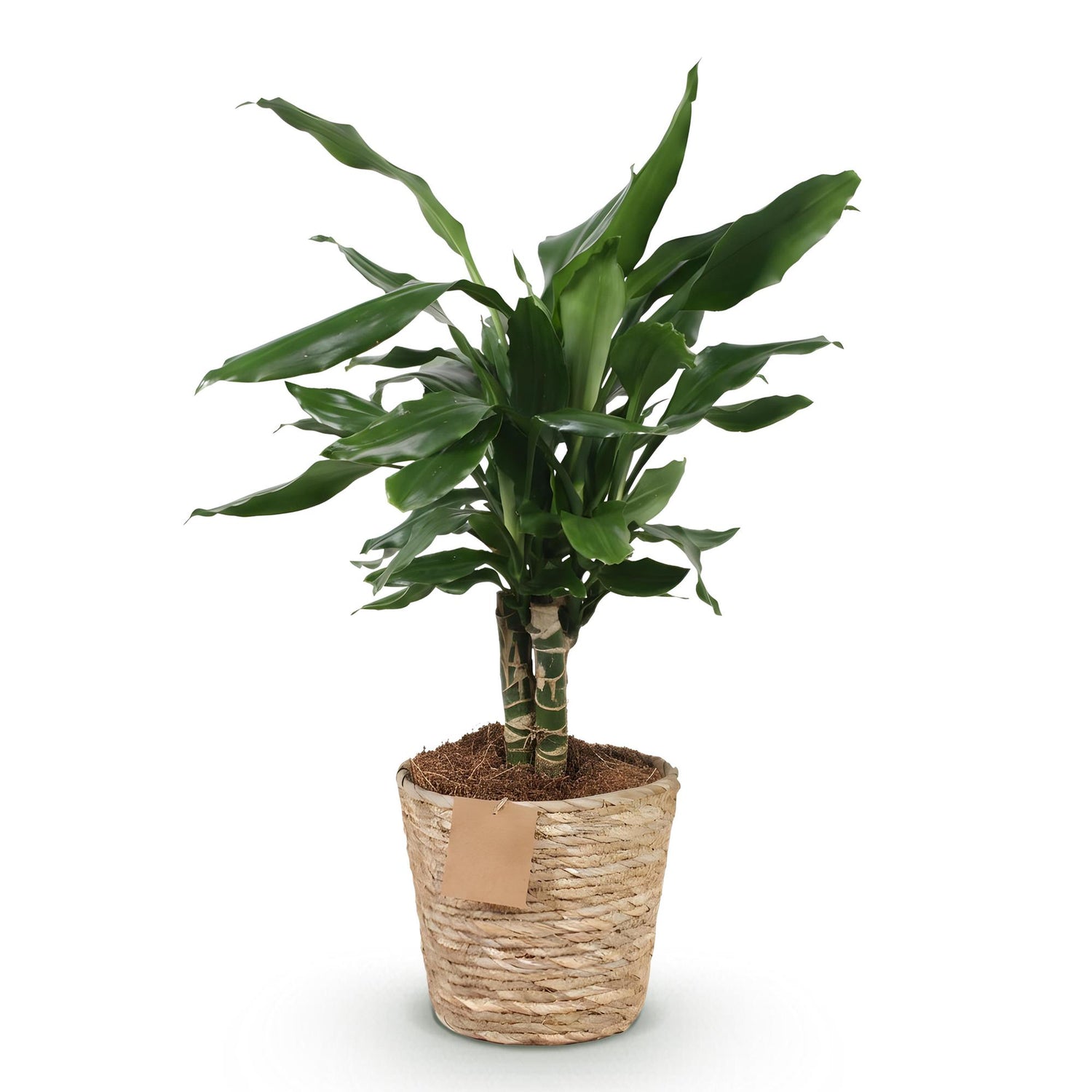 Dracaena fragrans Steudneri - Drachenblutbaum mit Korb Höhe 50-55cm