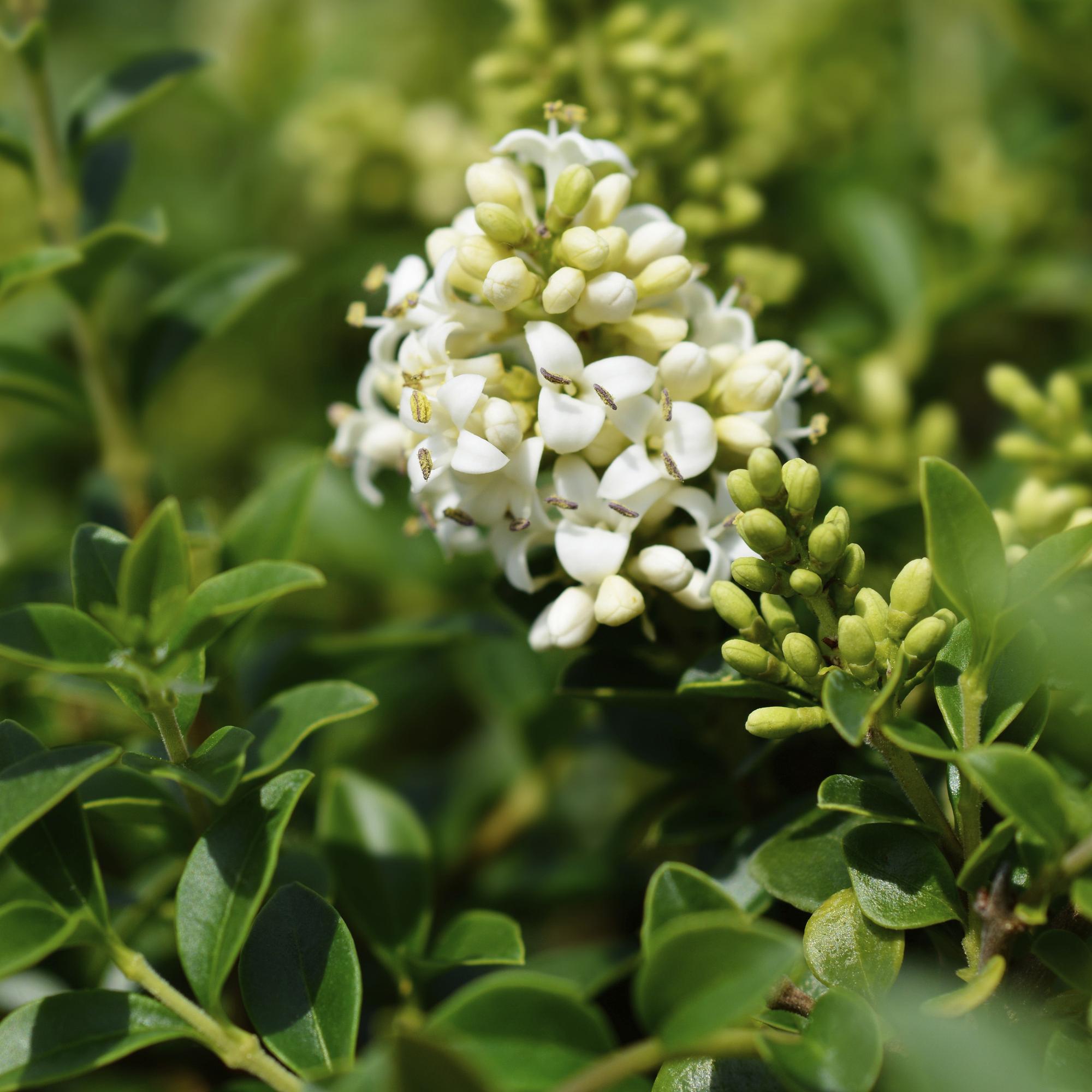 Ligustrum delavayanum - Terrassenpflanze - Immergrün - Winterhart - Grüne Blätter - Topf 19cm Höhe 90cm