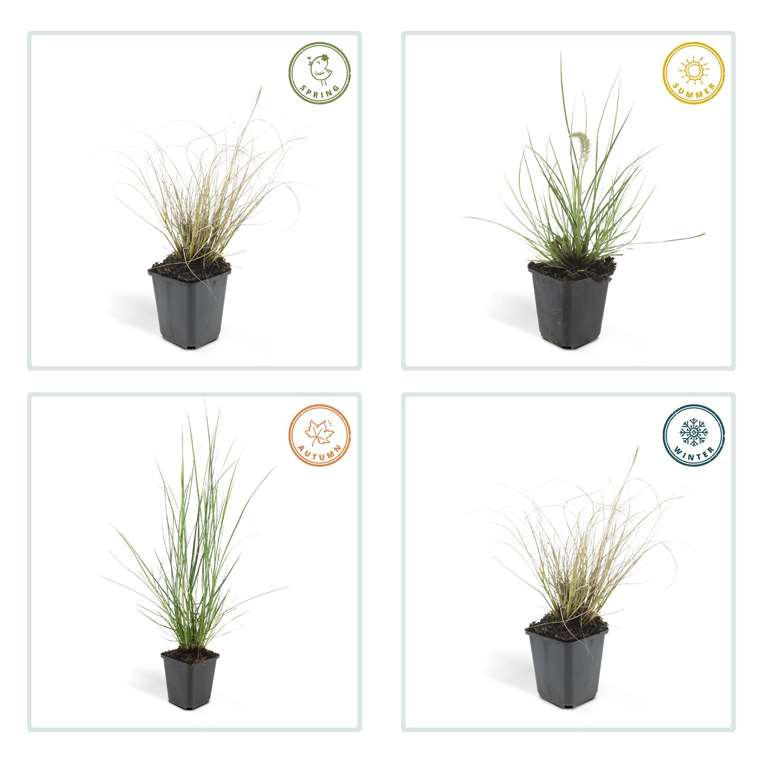 24x Pennisetum alopecuroides ‘Hameln’ – Lampenputzergras für Beete &amp; Kübel – Höhe 10–25 cm – Ø 9 cm