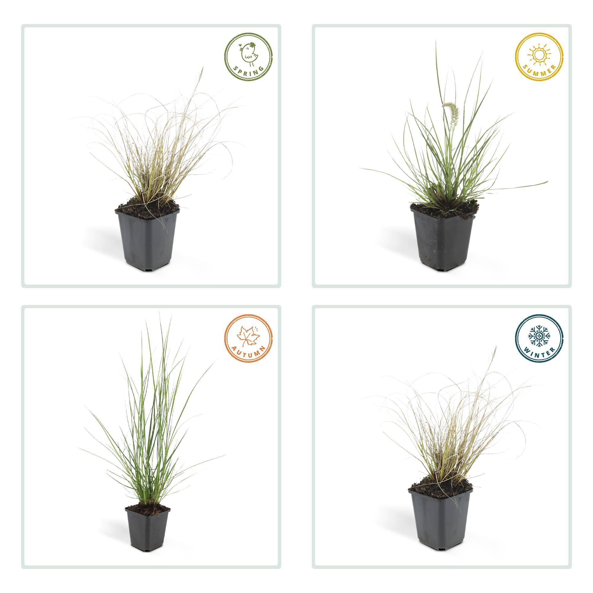 24x Pennisetum alopecuroides ‘Hameln’ – Lampenputzergras für Beete &amp; Kübel – Höhe 10–25 cm – Ø 9 cm