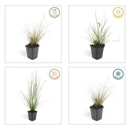24x Pennisetum alopecuroides ‘Hameln’ – Lampenputzergras für Beete &amp; Kübel – Höhe 10–25 cm – Ø 9 cm