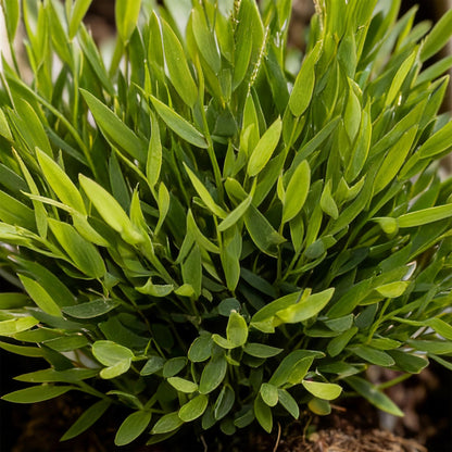 Bamusa Pogonatherum Monica - Bambusgras - 1 Pflanze - Topf 12cm - Höhe 20cm
