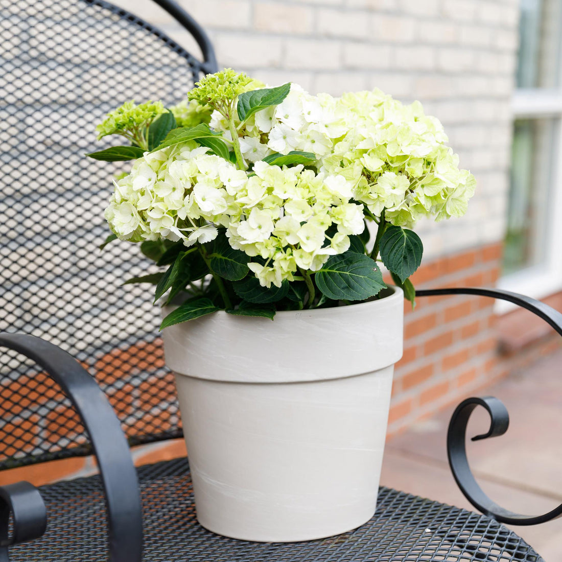 Balkon-Hortensie Magical Noblesse Weiß – 2 Pflanzen – 6–10 Blüten – Ø23 cm Topf – Höhe ca. 55 cm