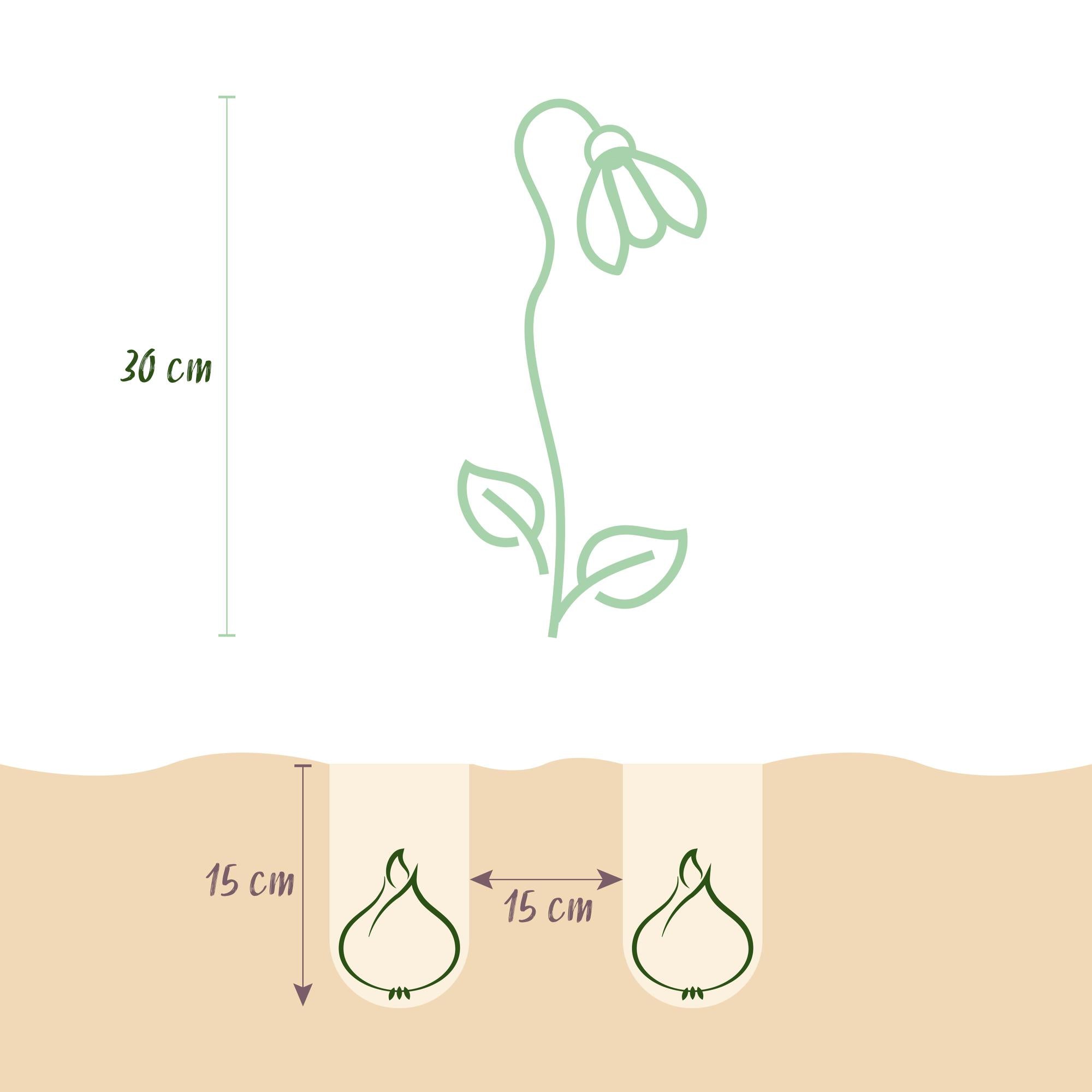 Blumenzwiebeln Leucojum Aestivum | 20 Stück Weiß – Zwiebelgröße 8/9 – XXL Pack