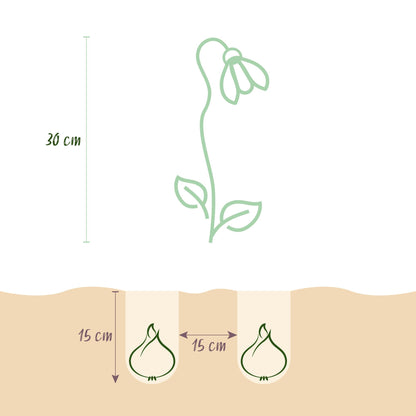 Blumenzwiebeln Leucojum Aestivum | 20 Stück Weiß – Zwiebelgröße 8/9 – XXL Pack
