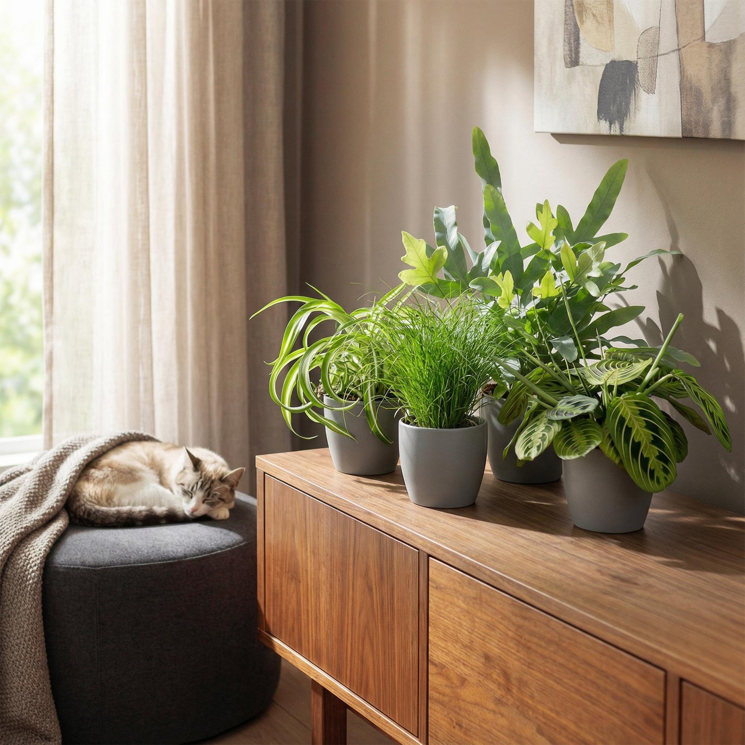 Mix aus 4 - Haustierfreundliche Pflanzen - Chlorophytum - Cyperus - Phlebodium - Marantha - Topf 12cm - Höhe 25cm