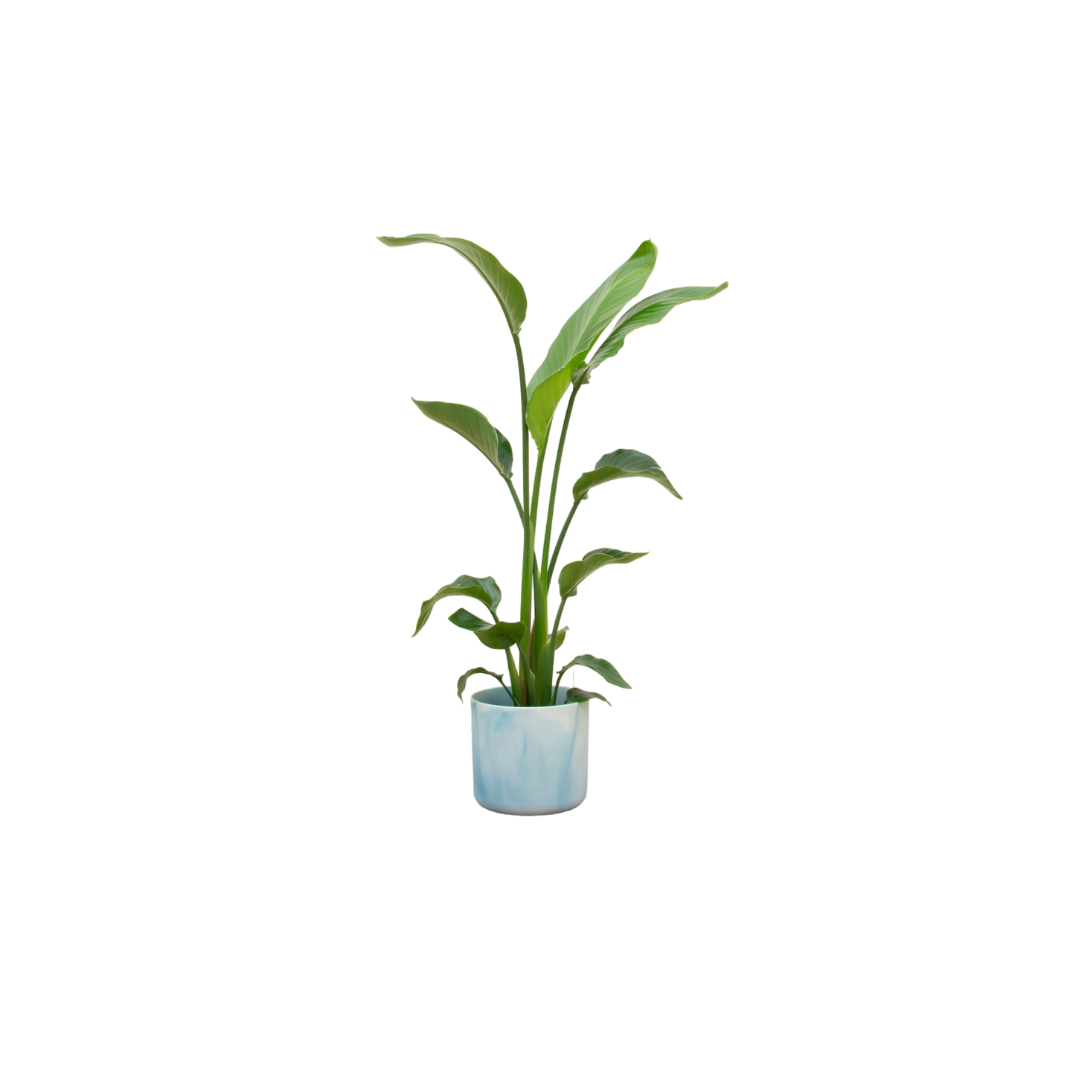 Strelitzia Nicolai 120cm mit Topf – Weißer Paradiesvogel für Ihr Zuhause