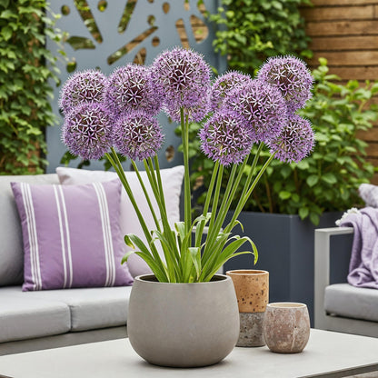 Blumenzwiebeln Allium Christophii | 15 Stück Lila – Zwiebelgröße 10/12 – XXL Pack