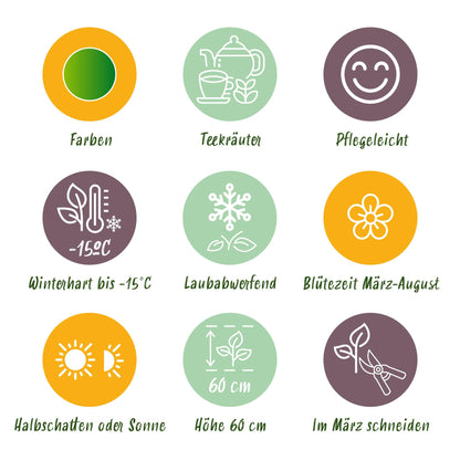 Kräuter Packet - Kräutertee - 24 Stauden - Für 3 m2 - Verschiedene Farben - Wenig Pflege - Topf 11cm