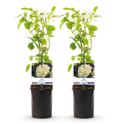 Kletterrose - Rose White Climber - Blüte Weiß - Wenig Pflege - 2 Pflanzen - Topf 11cm Höhe 40cm