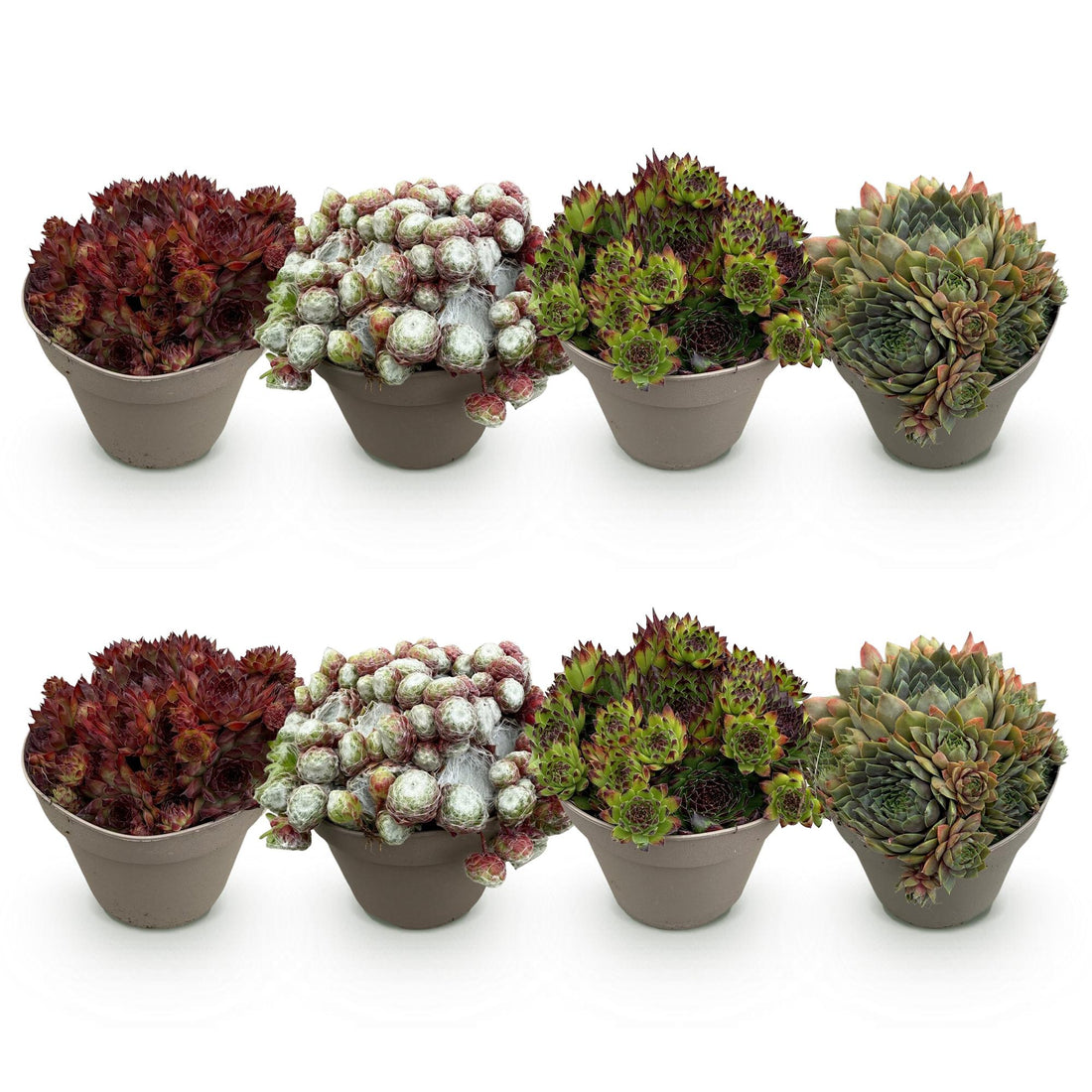 Sempervivum Big Sam – 8x winterharte Bodendecker