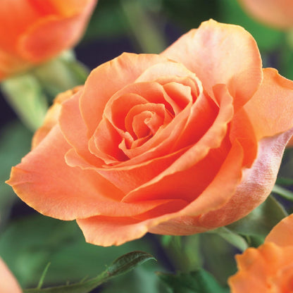 Kletterrose - Rosa Orange Climber - Blüte Orange - Wenig Pflege - 2 Pflanzen - Topf 11cm Höhe 40cm