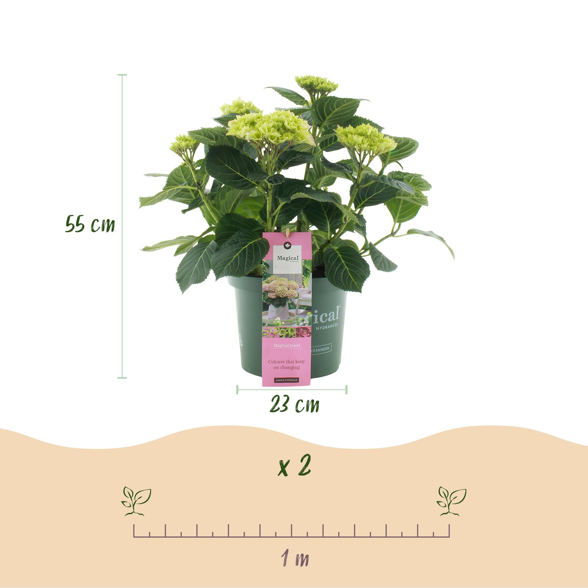 Balkon-Hortensie Magical Jewel Pink – 2 Pflanzen – 6–10 Blüten – Ø23 cm Topf – Höhe ca. 55 cm