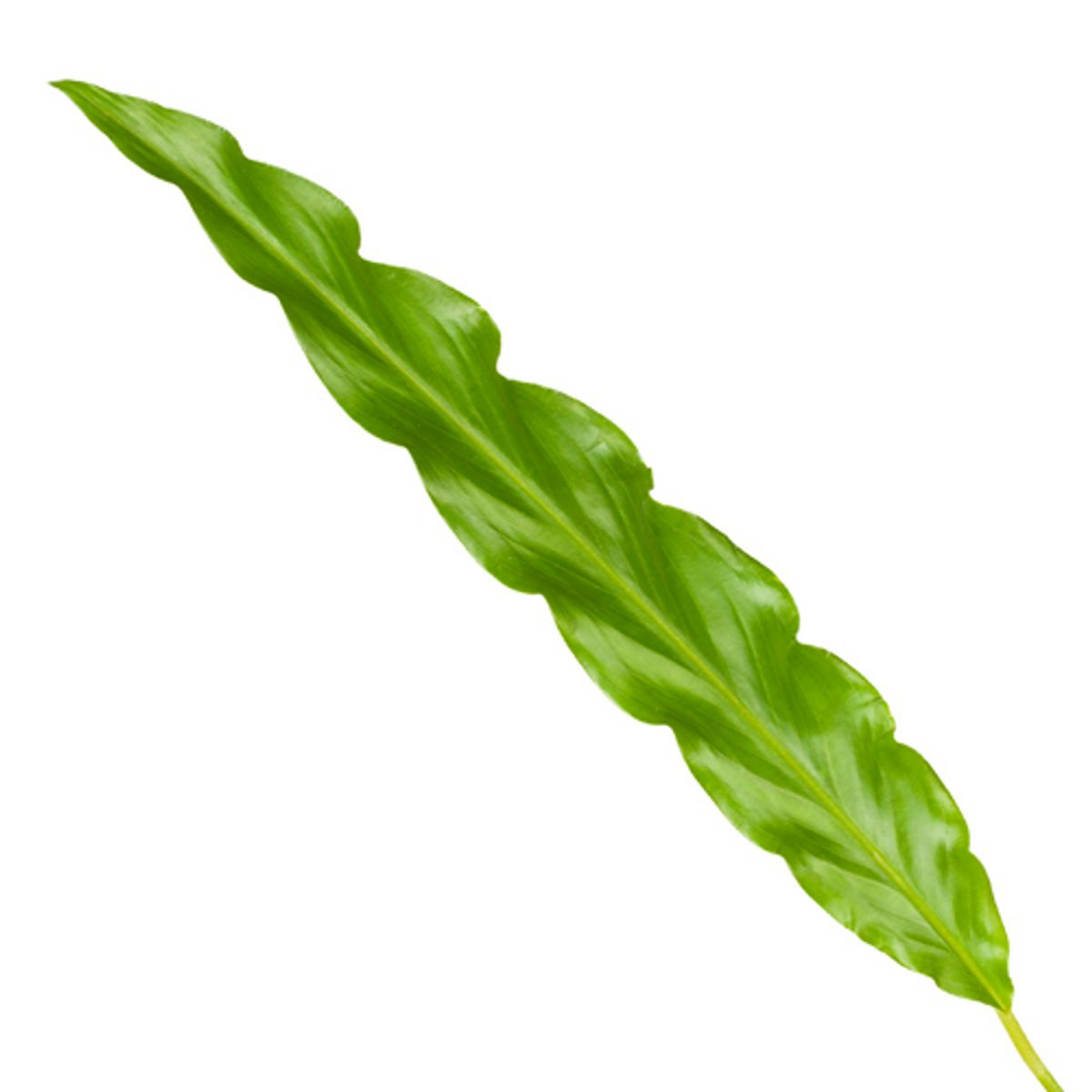 Calathea Bluegrass 35 cm | Korbmarante im Ø12 cm Topf – Immergrün &amp; Haustierfreundlich
