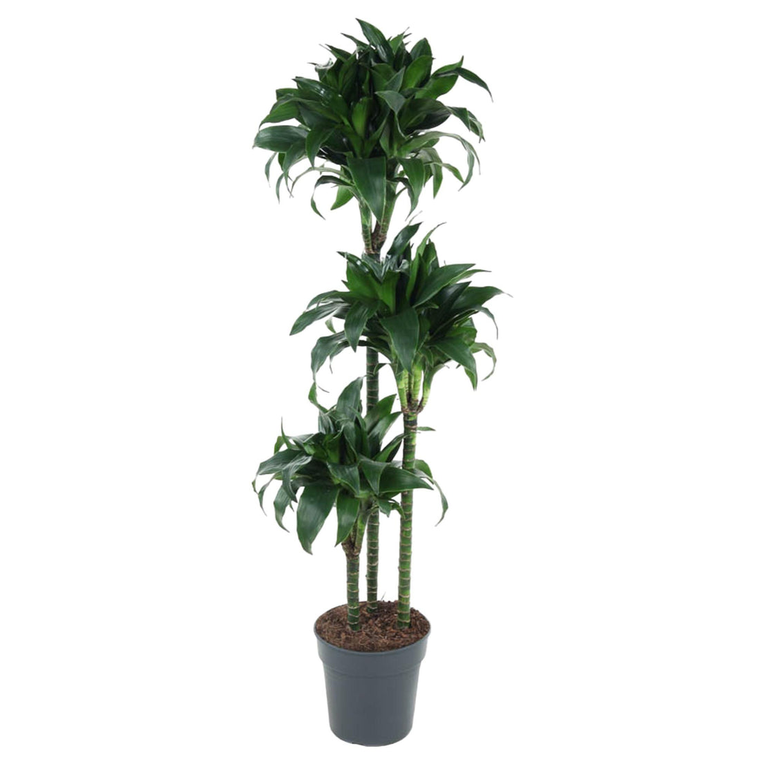Dracaena Tatuade 140 cm – Pflegeleicht &amp; luftreinigend