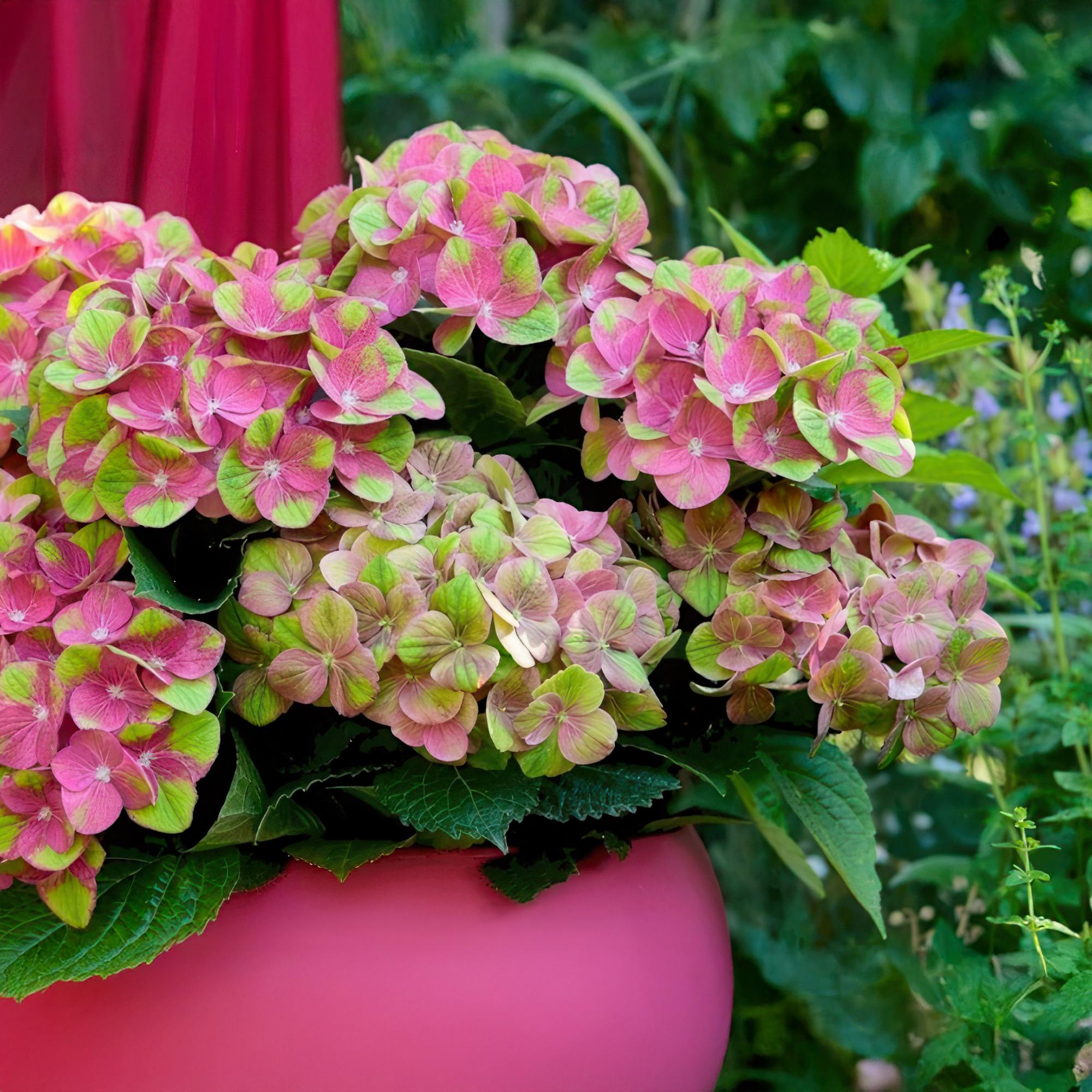 Hortensie - Hydrangea Magical Green Fire - Rosa Grün - Topf 23cm Höhe 55cm
