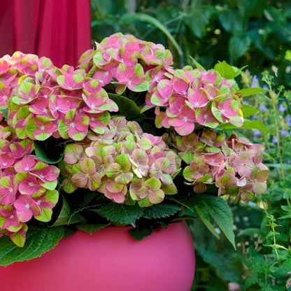 Hortensie - Hydrangea Magical Green Fire - Rosa Grün - Topf 23cm Höhe 55cm