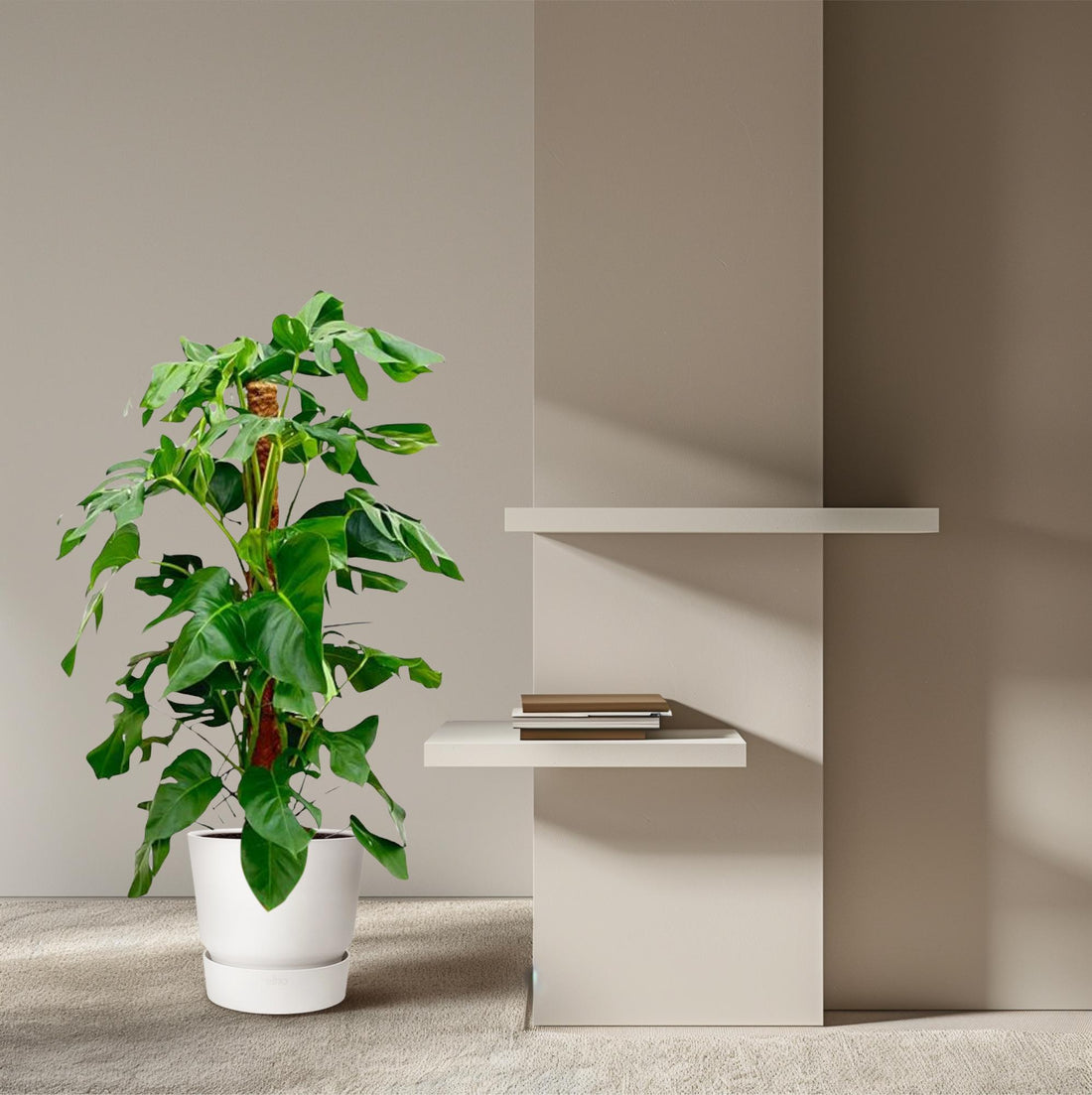 Monstera Pertusum XL 120 cm – Fensterblatt für Innenräume