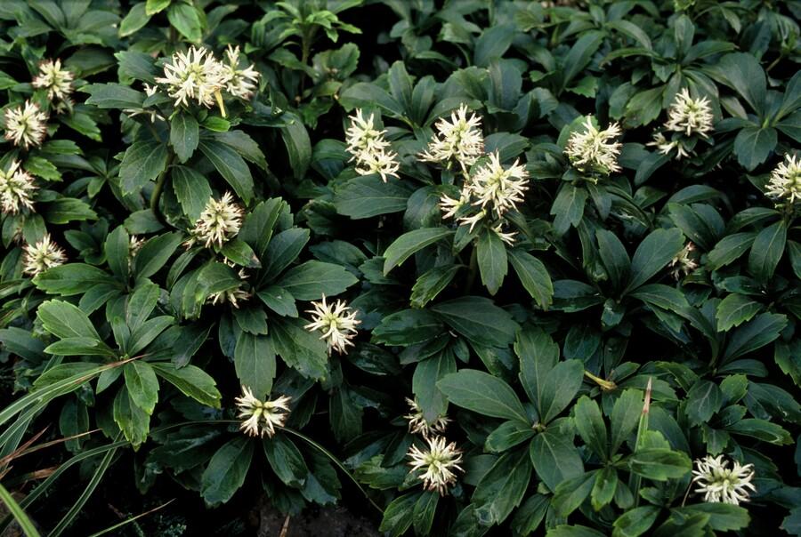 Pachysandra terminalis ‘Green Sheen’ – 24 Pflanzen, Ø 9 cm Topf, ↕ 10–25 cm – Immergrüner Bodendecker für Schattenlagen