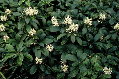 Pachysandra terminalis ‘Green Sheen’ – 24 Pflanzen, Ø 9 cm Topf, ↕ 10–25 cm – Immergrüner Bodendecker für Schattenlagen
