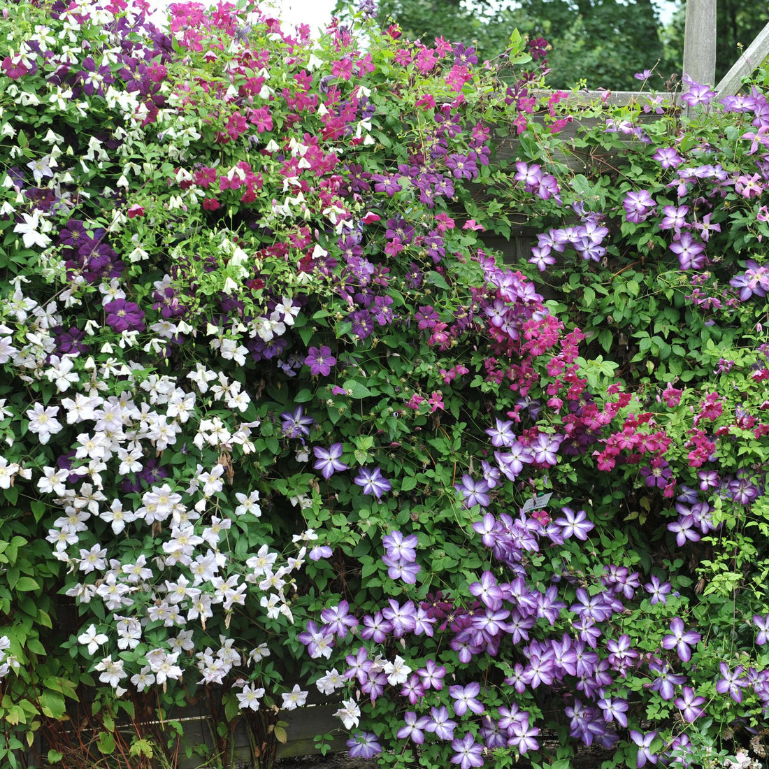 Kletterpflanze - Clematis Tricolour - Blüte Rosa Weiß Lila - Wenig Pflege - 3 Pflanzen - Topf 11cm Höhe 40cm GreenboutiQ - Kletterpflanze - Clematis Rainbow - Blüte Rosa Weiß Lila Rot - Wenig Pflege - 4 Pflanzen - Topf 11cm Höhe 40cm&quot;