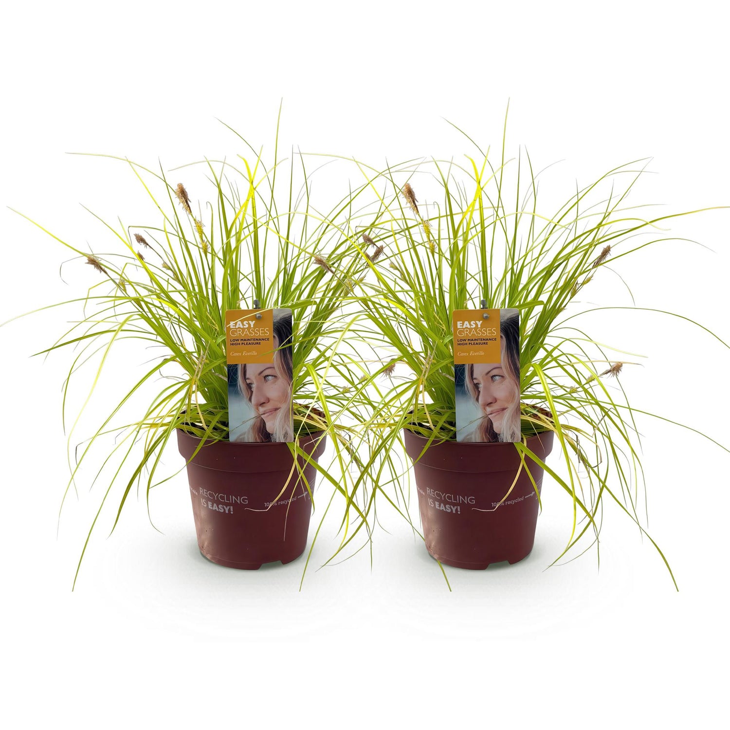 Carex &
