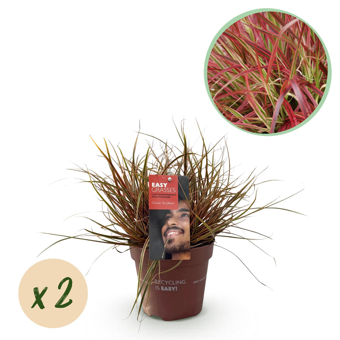 Uncinia rubra &