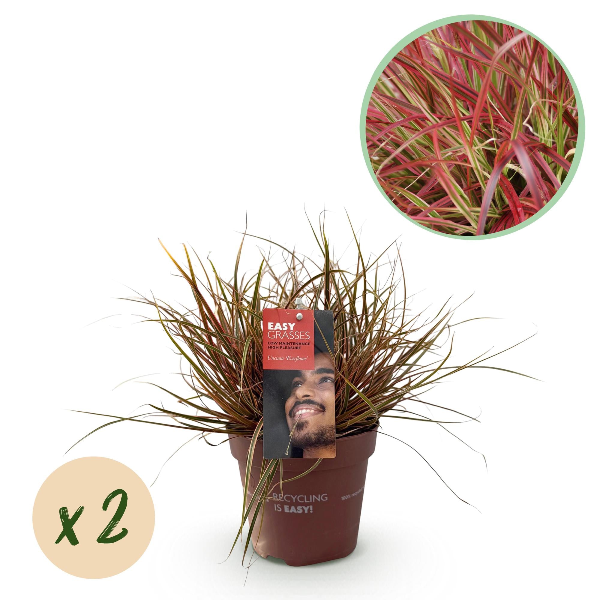 Uncinia rubra &