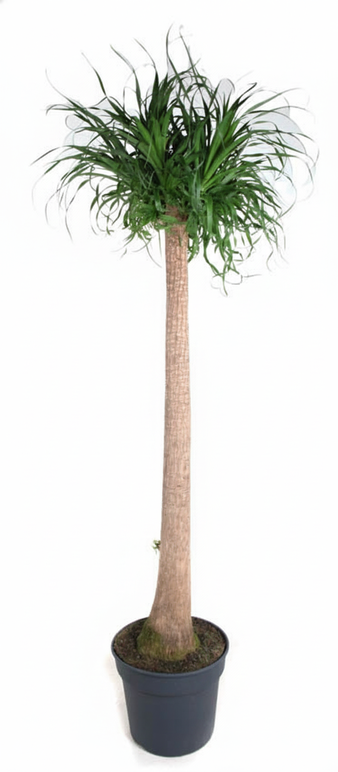 Beaucarnea XXL 180–210 cm – Elefantenfuß Zimmerpflanze