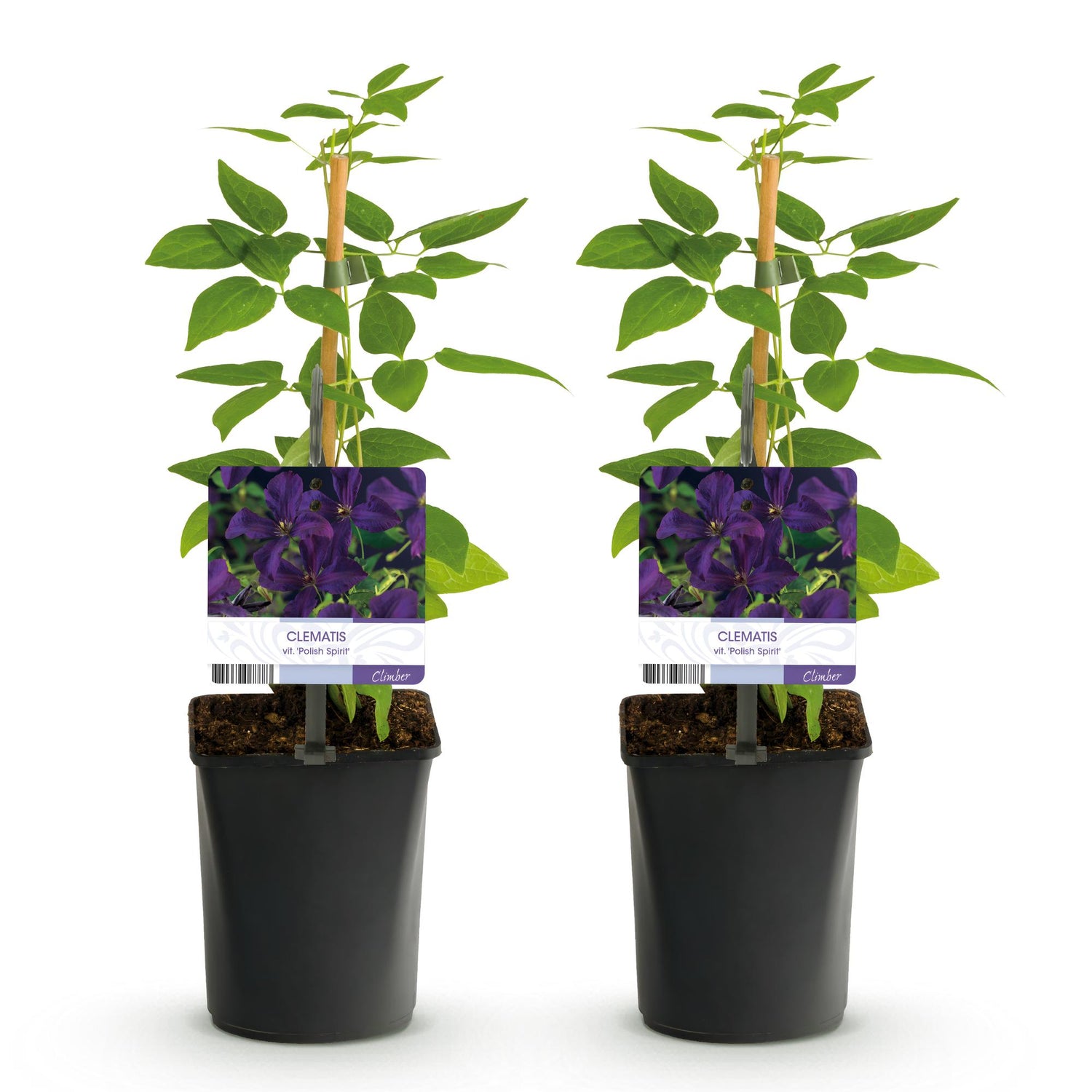 Kletterpflanze - Clematis vit. Polish Spirit - Blüte Rosa - Wenig Pflege - 2 Pflanzen - Topf 11cm Höhe 40cm